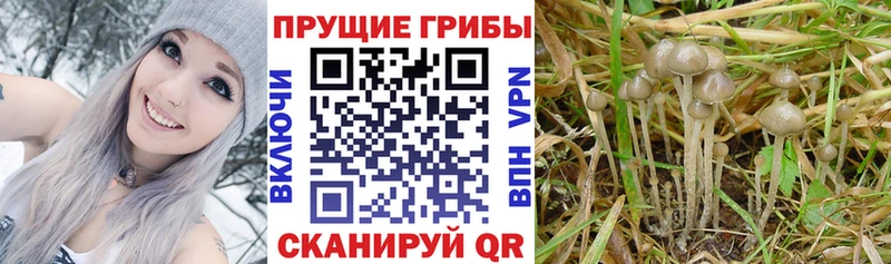 Галлюциногенные грибы мухоморы  маркетплейс телеграм  Находка  цена   omg  